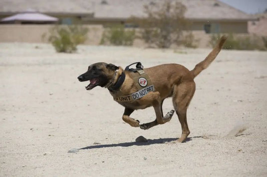 The Importance of Law Enforcement K9's